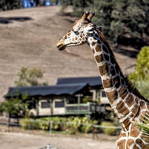 Safari West